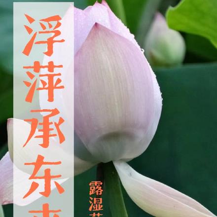 浮萍承东来